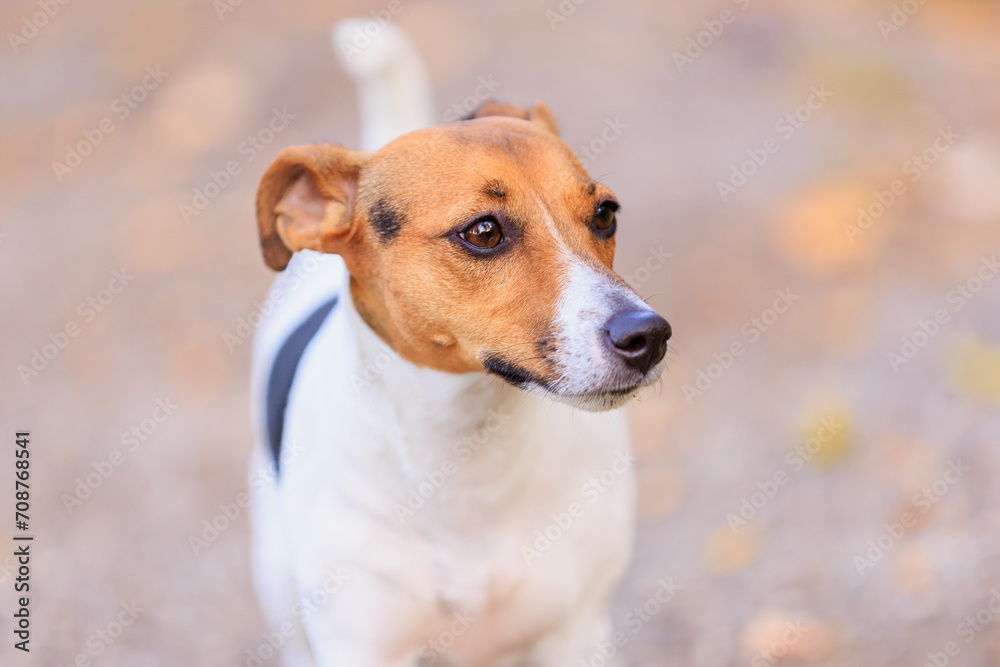 A cute Jack Russell Terrier dog walks in nature. Pet portrait with selective focus and copy space