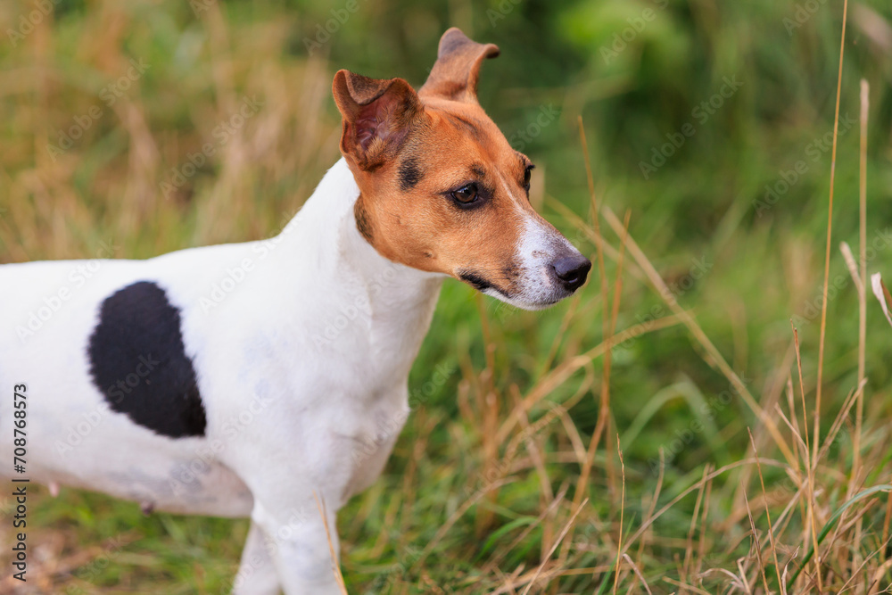 Cute Jack Russell Terrier dog enjoying a walk in the fresh air. Pet portrait with selective focus and copy space