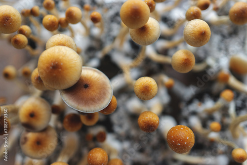 medical psychedelic psilocybin fungus mushrooms for therapy in growbox  top view