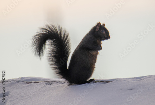 Fototapeta Naklejka Na Ścianę i Meble -  squirrel in the snow