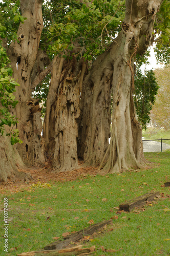 Vertical shot Multiple Banyan Trees in the afternoon in St. Petersburg, FL Crescent Lake Park with green grass in foreground. Tall roots hanging high.