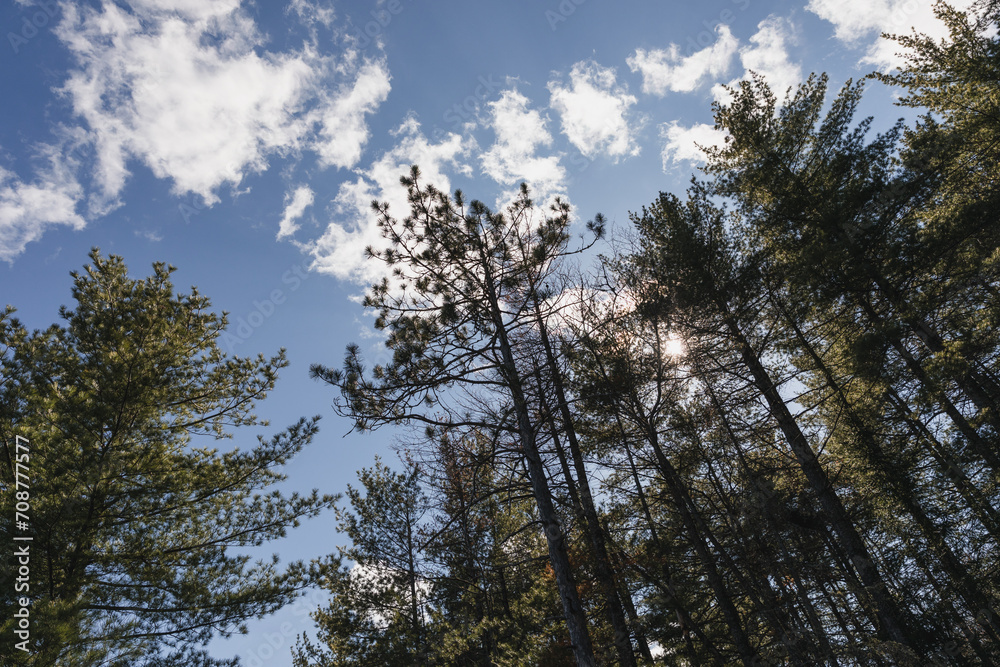 Obraz premium sky and trees