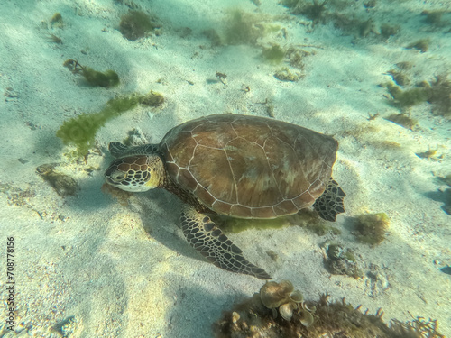 A magnificent giant sea turtle spreads its paws and swims in the blue depths of the sea © SAndor