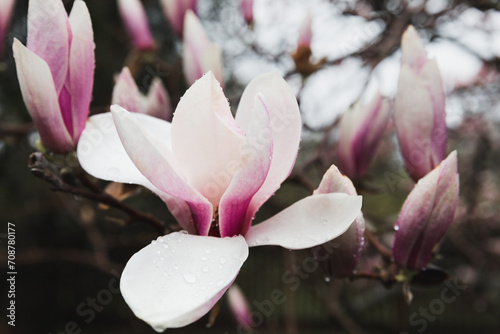 Pink Magnolia in the rain