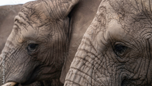 Photography Walking with elephants, Knysna Elephant Park, South Africa