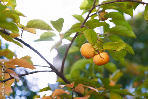 Orange persimmon ripens on a green tree against a sunny sky