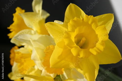 yellow daffodil flowers