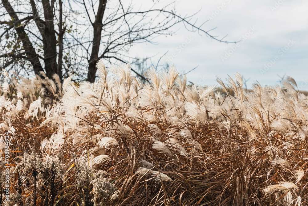 Fototapeta premium reeds in the wind