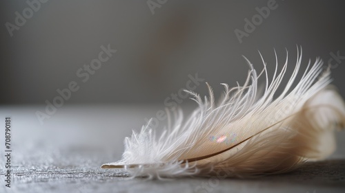A soft feather with subtle iridescence on a grey backdrop