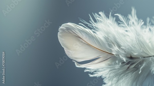 Elegant white feather with delicate strands against a grey background