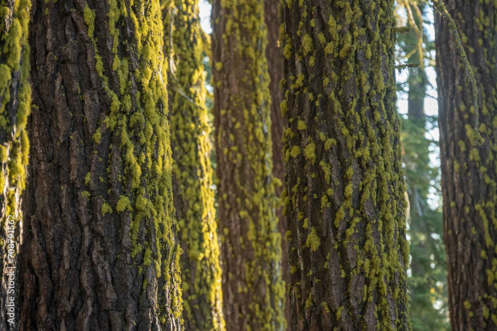 Obraz premium Lumpy Moss Covers Trees in Lassen volcanic Forest