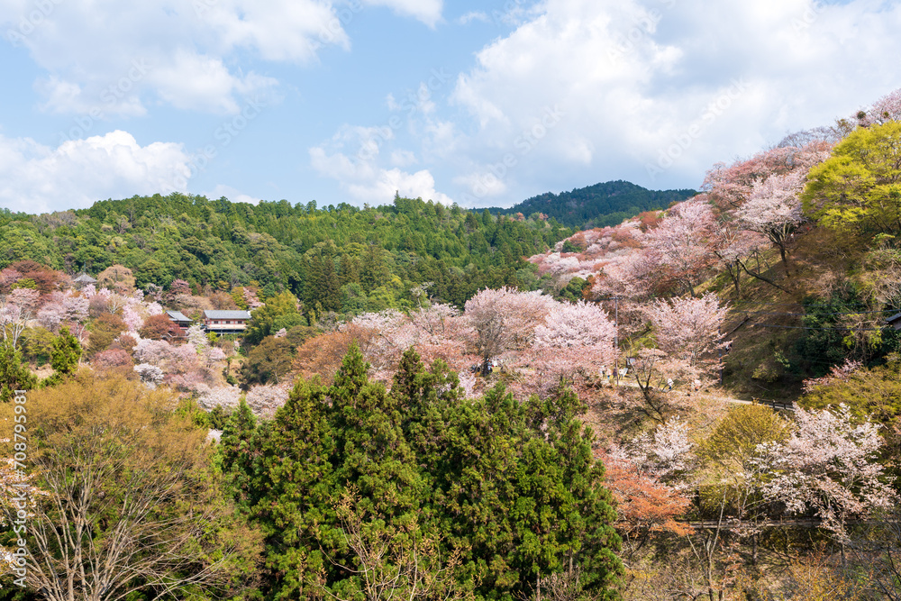Cherry blossoms in full bloom at Mount Yoshino, Yoshino-Kumano National Park. Yoshino District, Nara Prefecture, Japan.