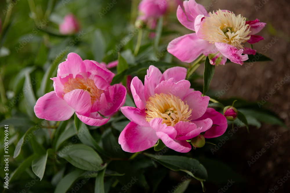 Pink peony flowers in the garden Pink peony flowers in the garden