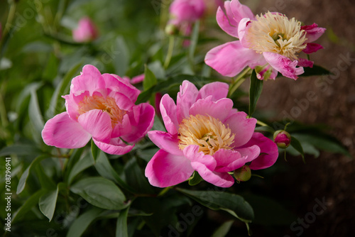 Pink peony flowers in the garden  © Alla