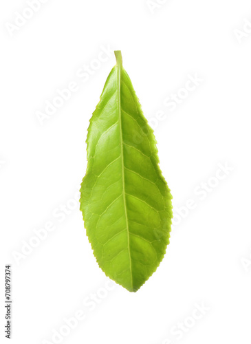 Fresh green tea leaf isolated on white