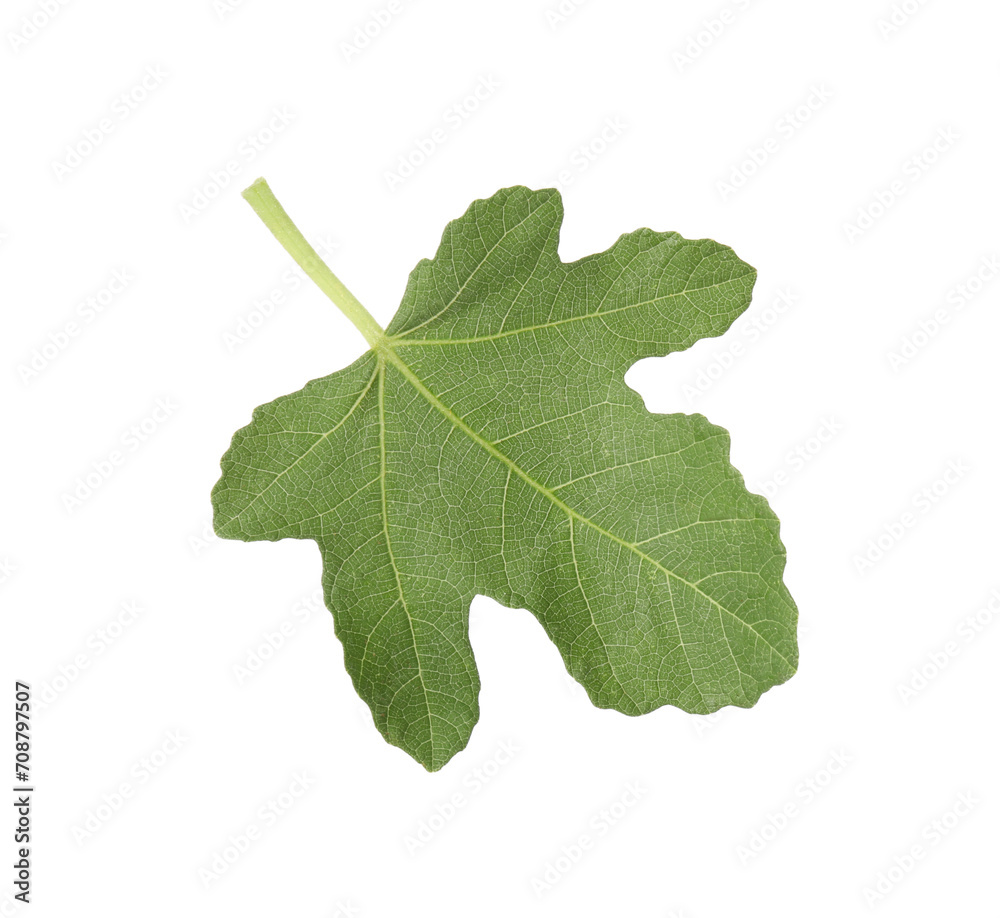 One green leaf of fig tree isolated on white One green leaf of fig tree isolated on white