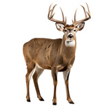 Full body portrait of a deer, isolated on transparent background