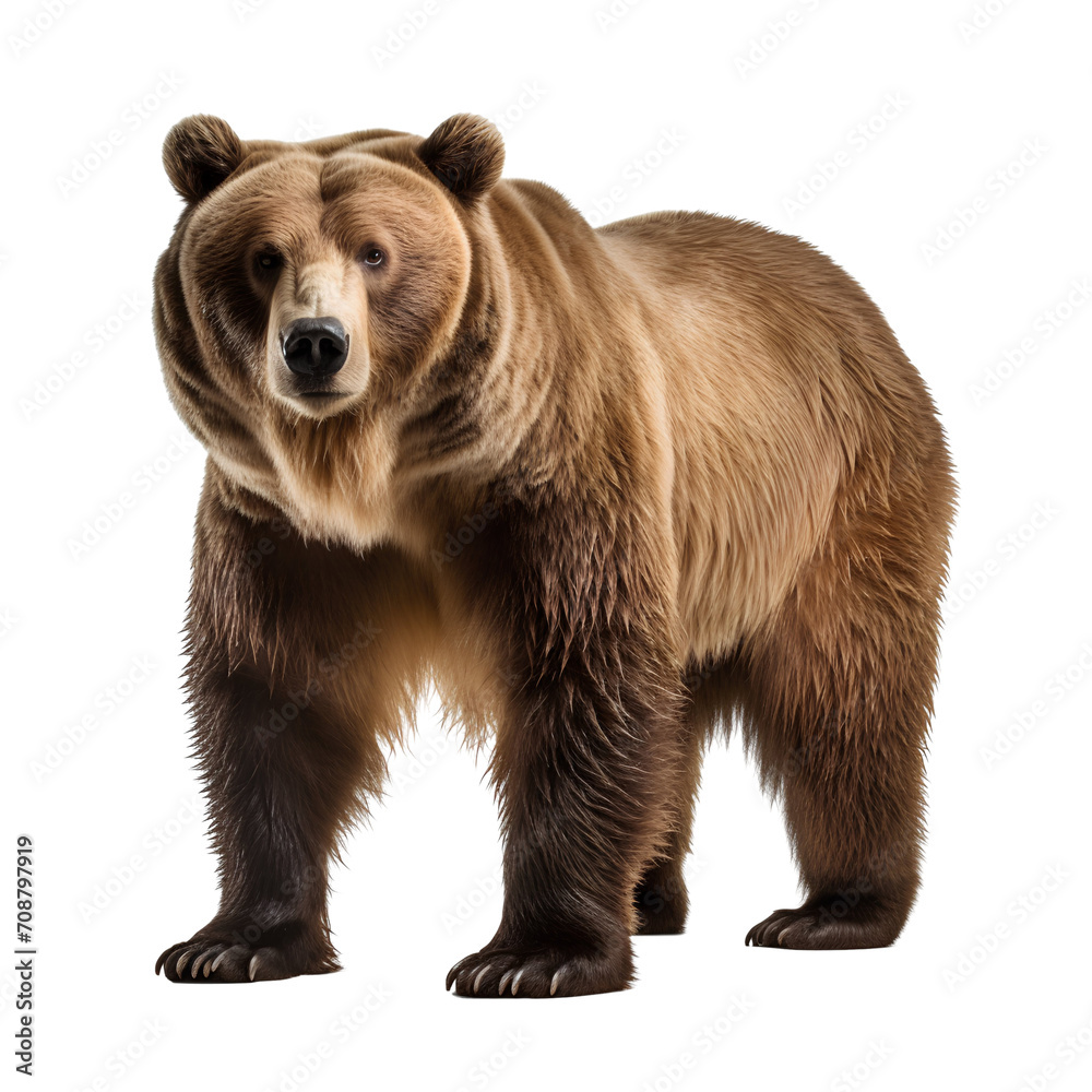 Full body portrait of a brown bear, isolated on transparent background Full body portrait of a brown bear, isolated on transparent background
