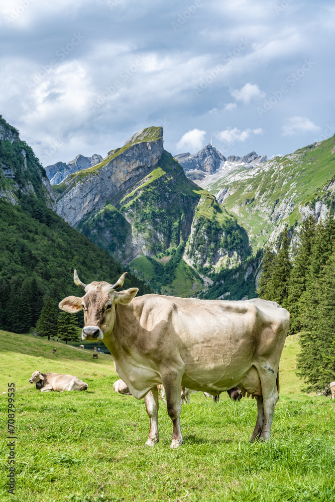 Cow poses on a picturesque meadow by an alpine lake in a green valley with a mountain peak in the background on a sunny day. Seealpsee, Säntis, Wasserauen, Appenzell, Switzerland.
