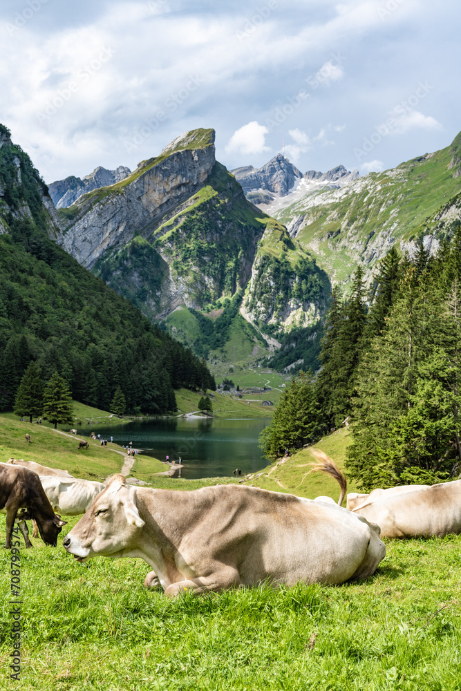 A reclining cow relaxes on a picturesque meadow by an alpine lake in a green valley with a mountain peak in the background on a sunny day. Seealpsee, Säntis, Wasserauen, Appenzell, Switzerland.