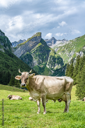 Cow poses on a picturesque meadow by an alpine lake in a green valley with a mountain peak in the background on a sunny day. Seealpsee, Säntis, Wasserauen, Appenzell, Switzerland. © Michael