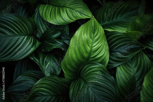 Closeup tropical forest plant. Floral botanical abstract background with dark green leaves texture. Exotic nature  rainforest. Houseplants and urban jungle concept