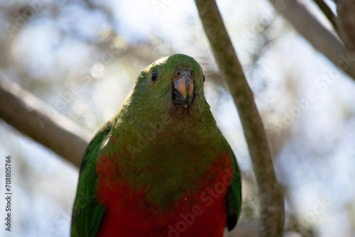 The Australian king parrot has a red belly and a green back, with green wings and a long green tail.