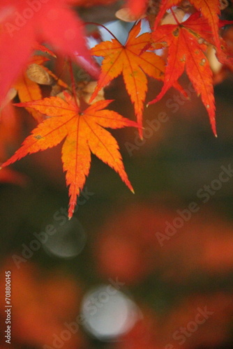 もみじ『秋色 紅葉』落ち葉 Maple autumn ` 秋`autumn color autumn