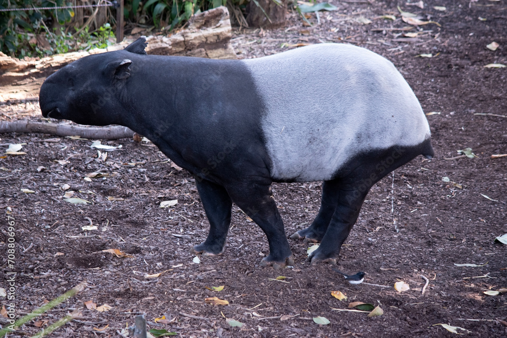 the front and black or the Malaysian tapir are black and the midsectiion is white. There nose and lip are extended to form a short prehensile snout. the front and black or the Malaysian tapir are black and the midsectiion is white. There nose and lip are extended to form a short prehensile snout.