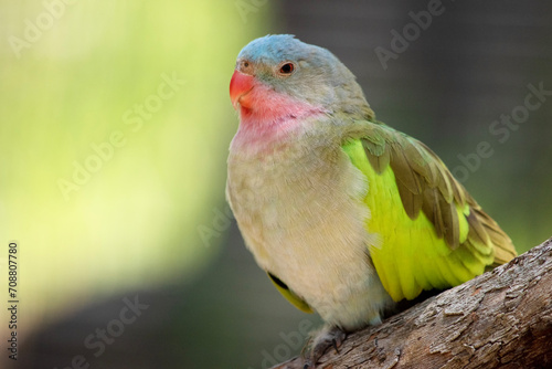 the princes parrot has a pink neck and a light blue head and green wings © susan flashman