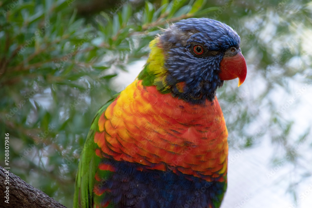 The rainbow lorikeet has a bright yellow-orange/red breast, a mostly violet-blue throat and a yellow-green collar. The rainbow lorikeet has a bright yellow-orange/red breast, a mostly violet-blue throat and a yellow-green collar.