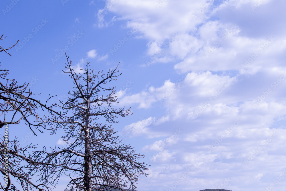 trees sky clouds outside wildlife nature background silhouette trees sky clouds outside wildlife nature background silhouette