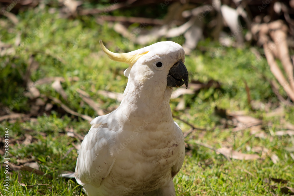 Fototapeta premium The sulphur crested cockatoo is a white bird with a yellow crest