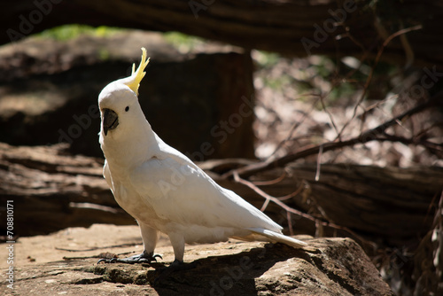 The sulphur crested cockatoo is a white bird with a yellow crest