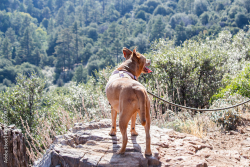 Pit bull shiba inu mix outside in nature mount laguna california