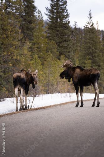 Moose in Jasper National Park