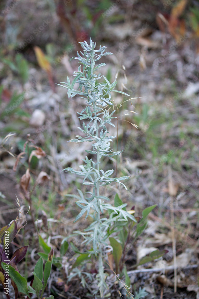 White sagebrush wild grasslands wildflower outdoors meadow nature closeup