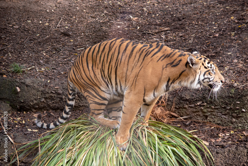 Tiger cubs are born with their stripes and only drink their mothers milk until they are 6 months old