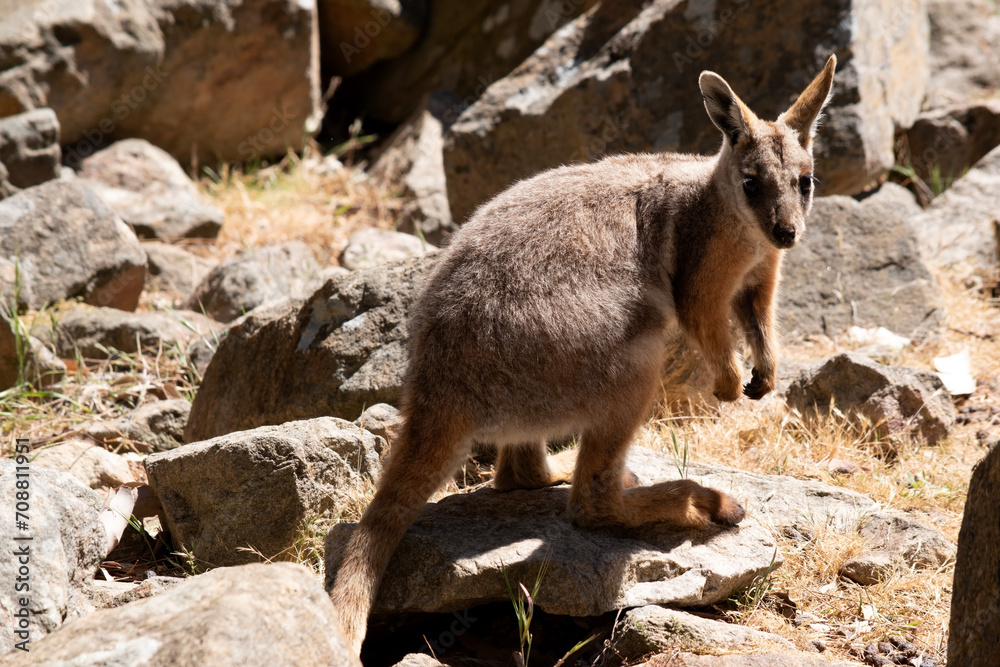 The Yellow-footed Rock-wallaby is brightly coloured with a white cheek stripe and orange ears. It is fawn-grey above with a white side-stripe, and a brown and white hip-stripe. The Yellow-footed Rock-wallaby is brightly coloured with a white cheek stripe and orange ears. It is fawn-grey above with a white side-stripe, and a brown and white hip-stripe.