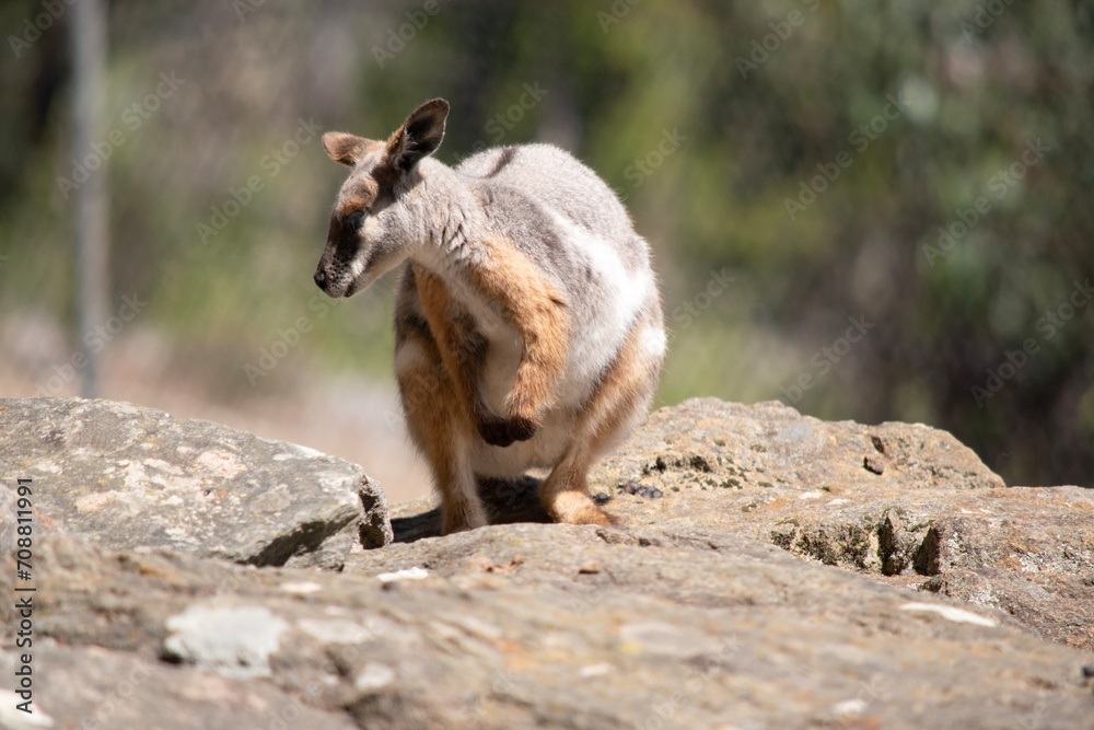The Yellow-footed Rock-wallaby is brightly coloured with a white cheek stripe and orange ears. It is fawn-grey above with a white side-stripe, and a brown and white hip-stripe. The Yellow-footed Rock-wallaby is brightly coloured with a white cheek stripe and orange ears. It is fawn-grey above with a white side-stripe, and a brown and white hip-stripe.