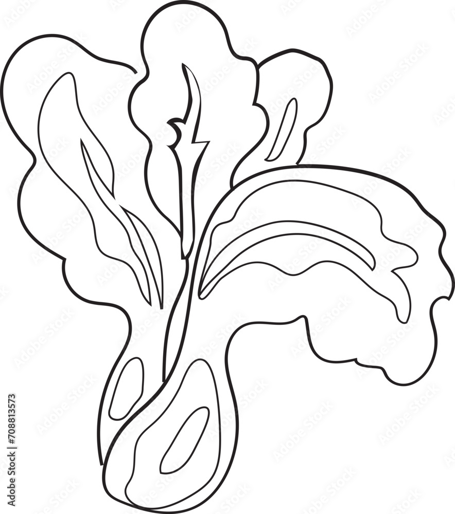Fototapeta premium Hand drawn lettuce illustration on transparent background. 