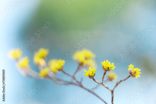 サンシュユの花