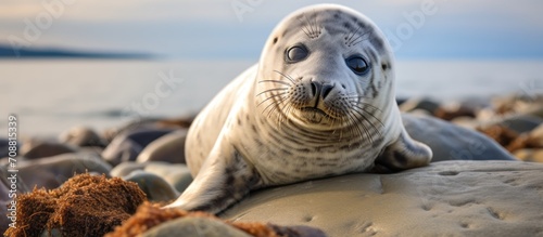 Seal pup happily lounging on rocky beach in close-up.