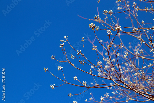 長崎のナンキンハゼの白い実と青空 photo