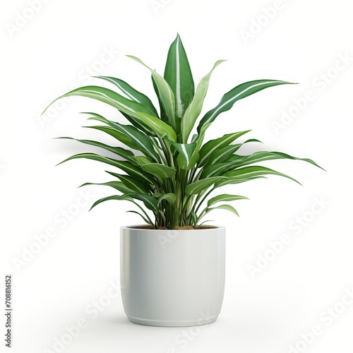 A potted green plant with white stripes on its leaves,
