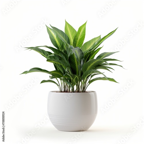 A beautiful potted houseplant with green and yellow leaves 