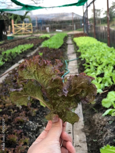 oganic planting seedling