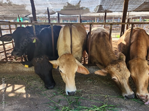 cows in a farm