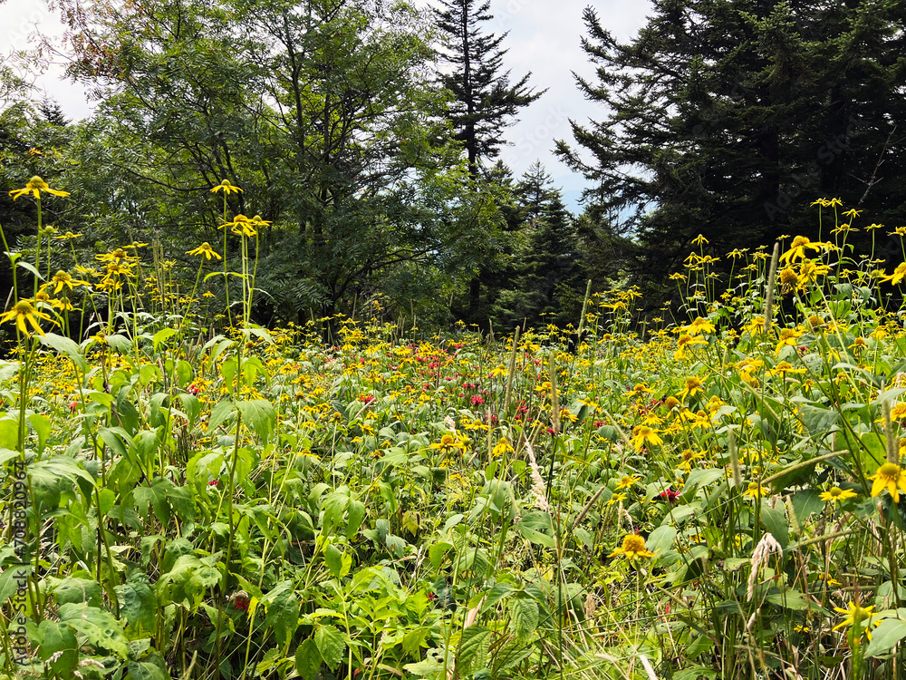 Obraz premium A Field of Wildflowers at Clingmans Dome