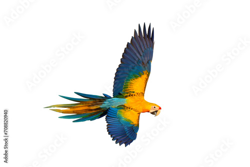 Beautiful flying Camelot Macaw isolated on transparent background png file 